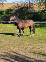 Vente de cheval : Infinity de Manaurer